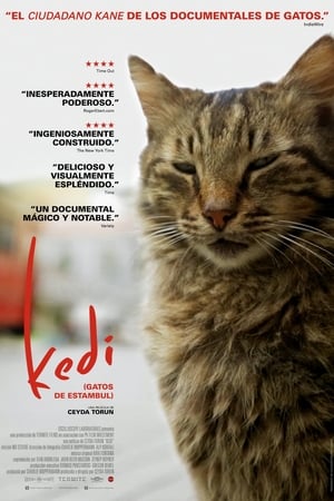 donde ver kedi (gatos de estambul)