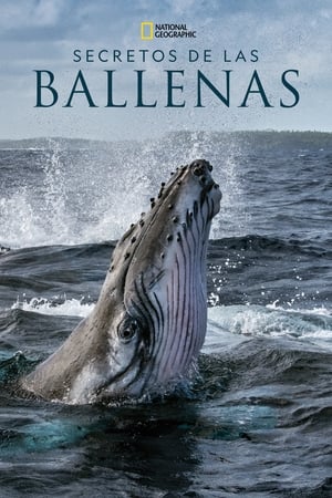 donde ver los secretos de las ballenas