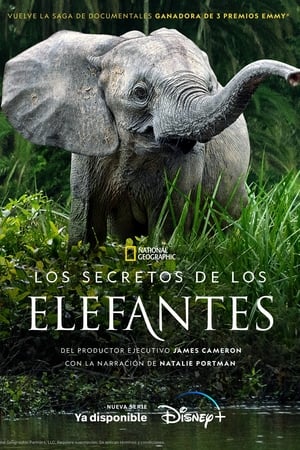 donde ver los secretos de los elefantes