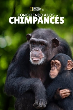 donde ver santuario de chimpancés