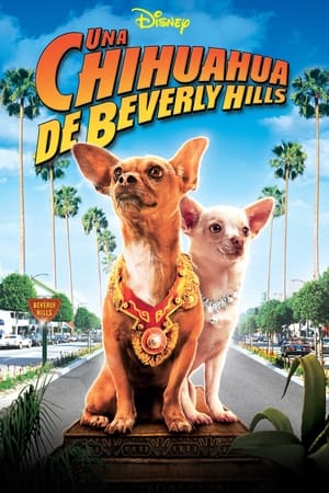 donde ver un chihuahua en beverly hills