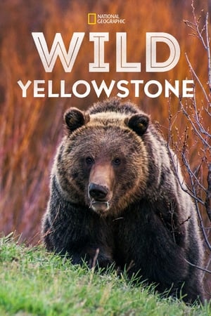 donde ver wild yellowstone