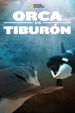 donde ver ballenas vs tiburones