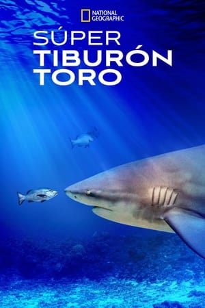 donde ver el tiburón toro más grande del mundo