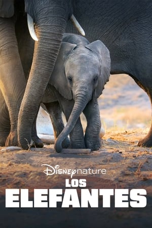 donde ver elefante