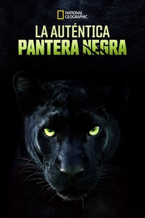 donde ver la verdadera pantera negra