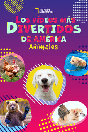 donde ver los videos más divertidos: especial animales