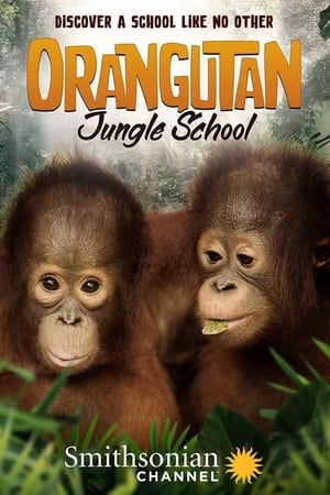 donde ver orangutan jungle school