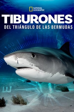 donde ver sharks of the bermuda triangle