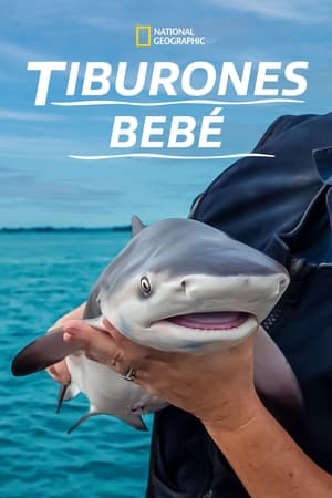 donde ver tiburones bebé