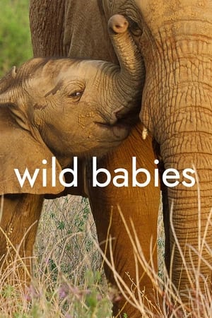 donde ver wild babies